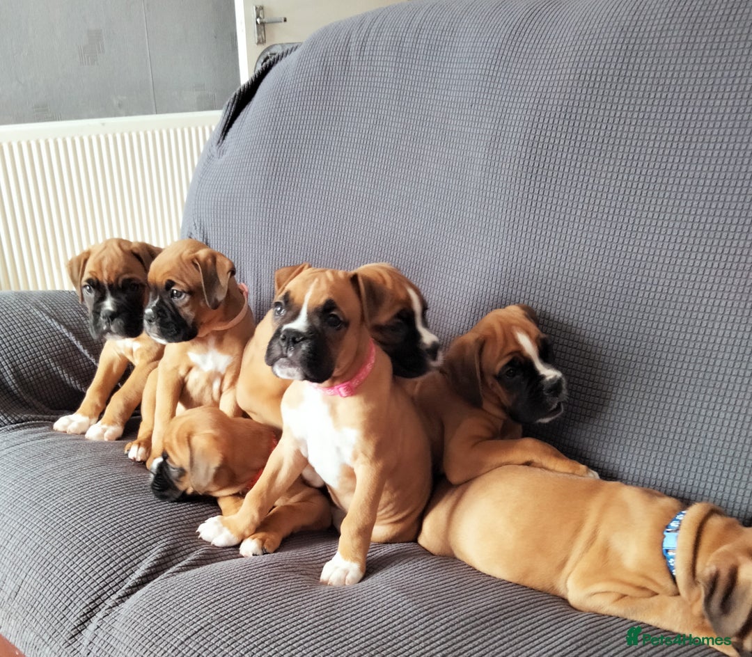 Boxer dogs for sale: Gorgeous Chunky Boxer Puppies  - Image 4