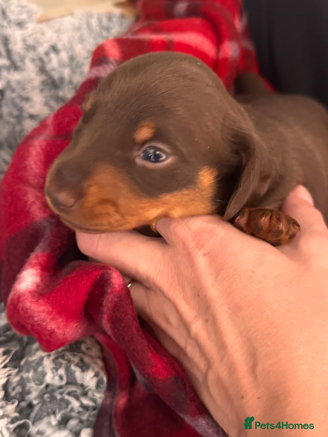 Miniature Dachshund dogs for sale: Miniature Dachshund Puppies 3 Girls & 1 Boy 🐾 - Advert 9