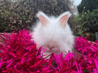Angora rabbits 🧡 fulled faced imported parents 🇫🇷 bunnies 🧡 - Advert 1