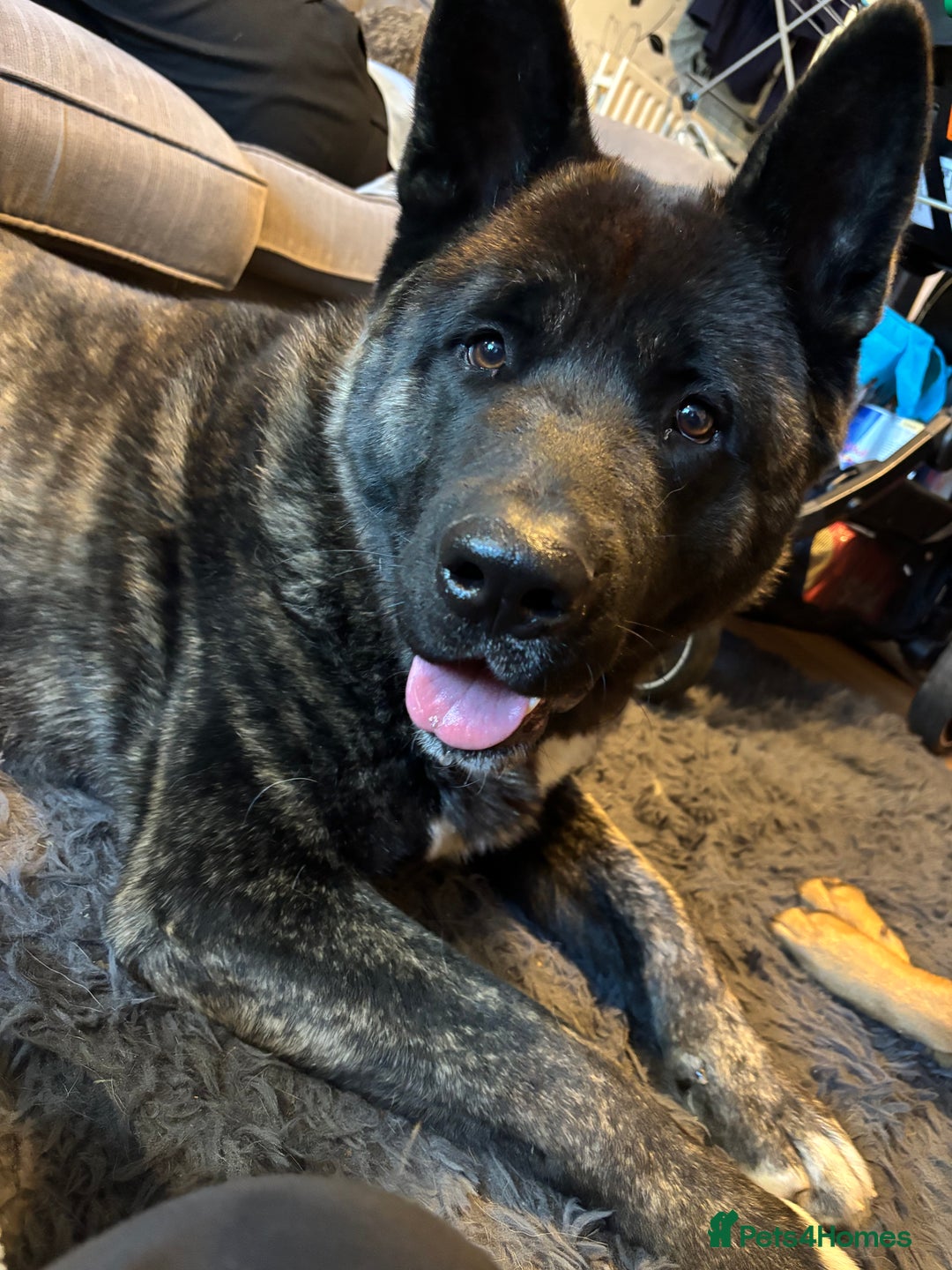 Mixed Breed dogs for sale: American Akita x German Sheperd Pups ready to go - Image 8