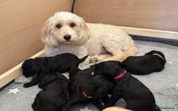 Cockapoo dogs for sale: 🐾 Gorgeous F2 Cockapoo Puppies 🐾 - Image 7