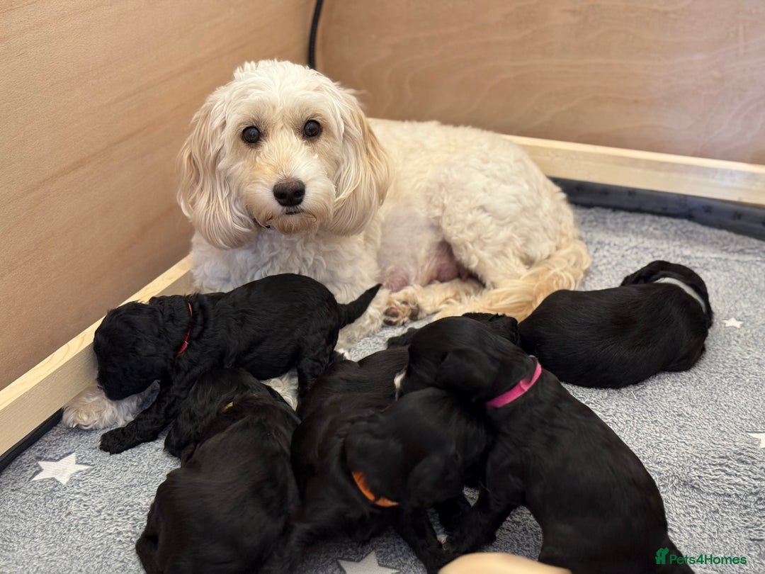 Cockapoo dogs for sale: 🐾 Gorgeous F2 Cockapoo Puppies 🐾 - Image 7