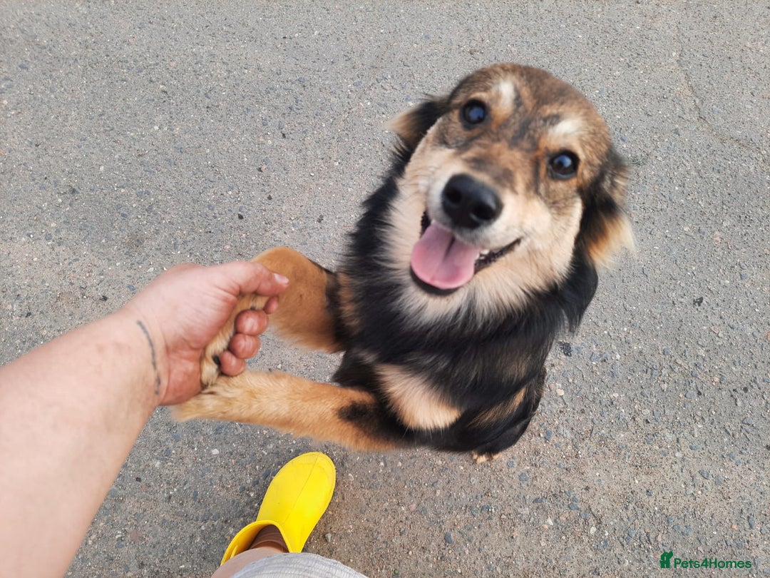 Mixed Breed dogs for adoption: 💖🐶 TINA 🐶💖 - Image 1