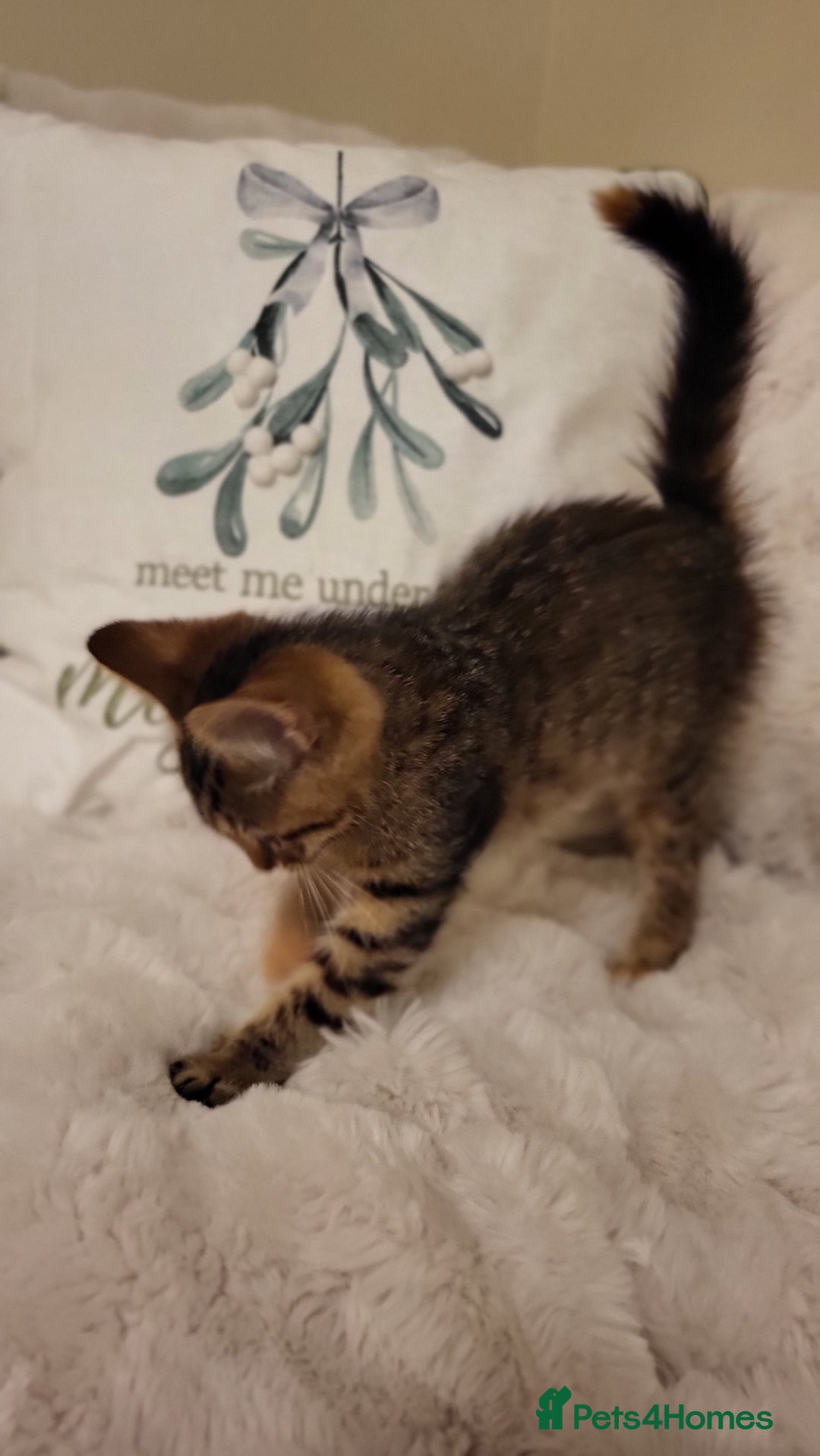 Mixed Breed cats for sale: Kittens READY NOW - Advert 15