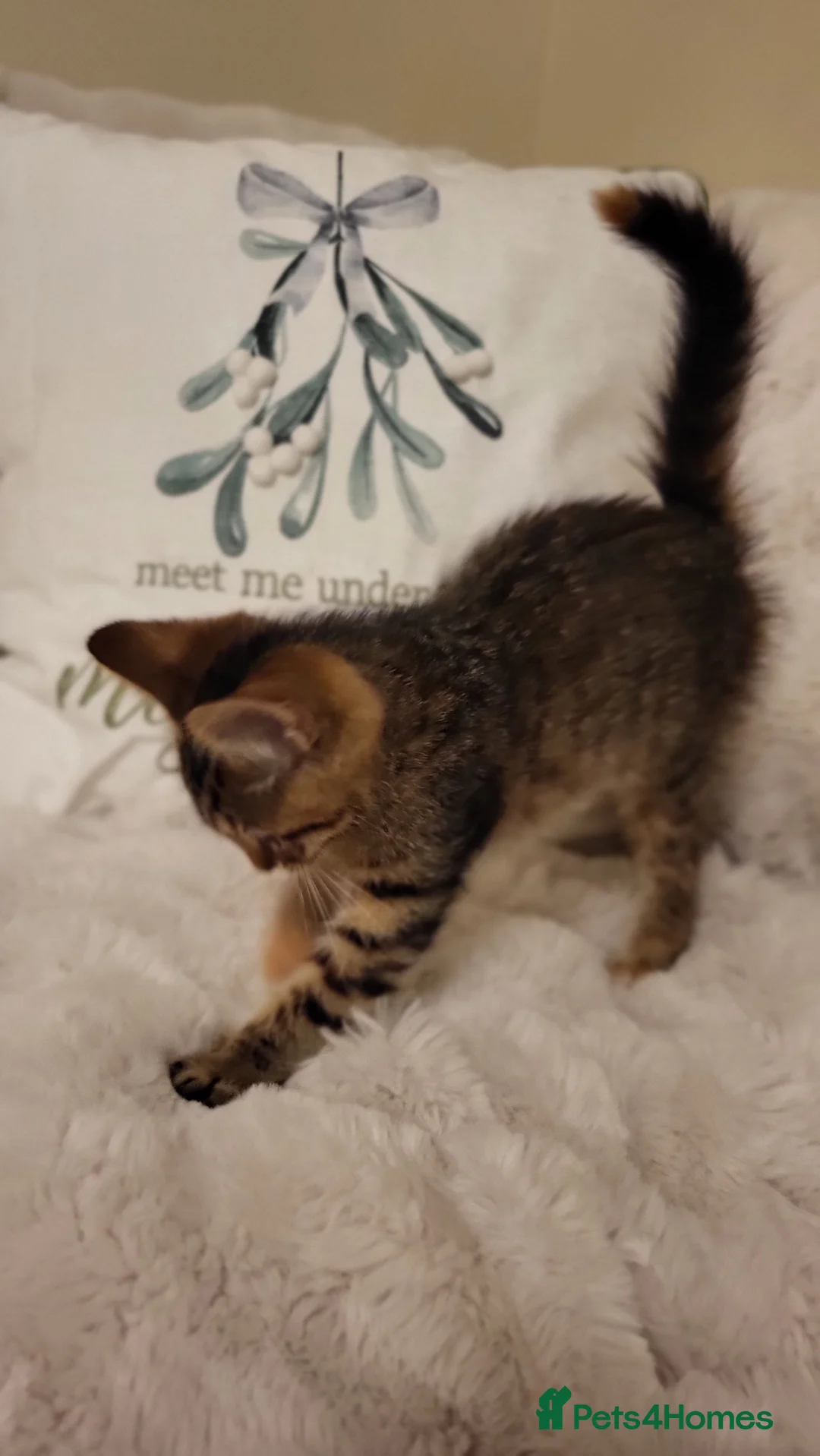 Mixed Breed cats for sale: Kittens READY NOW - Advert 15