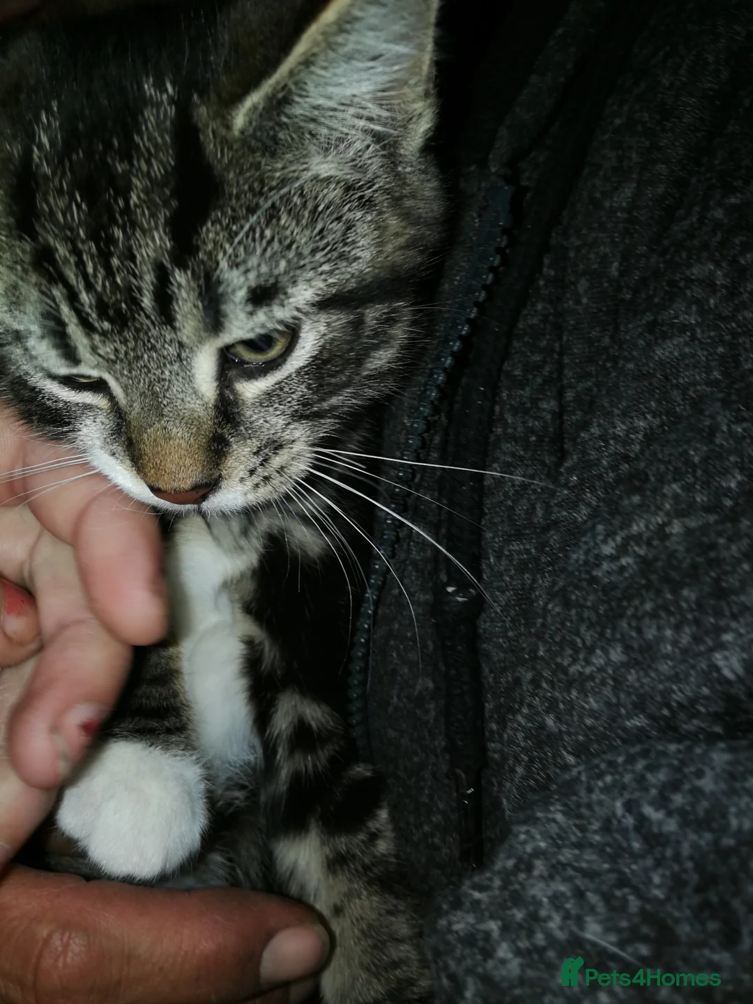 Maine Coon cats for sale: Beautiful Kitten Available  - Advert 2