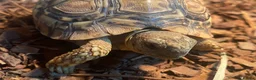 Tortoise reptiles for sale: Leopard Tortoise - Advert 6