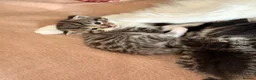 Mixed Breed cats for sale: 4 Beautiful kittens very fluffy 🔥 - Advert 3