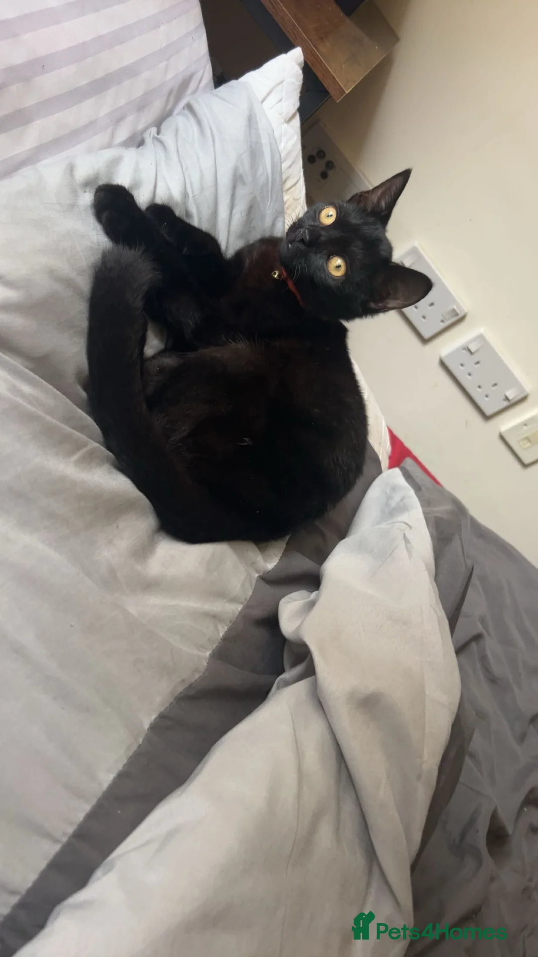 Bombay cats for sale: 2 Bombay cats  - Advert 5