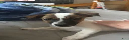 Jack Russell dogs for sale: Puppy 1 in Chatham - Advert 3