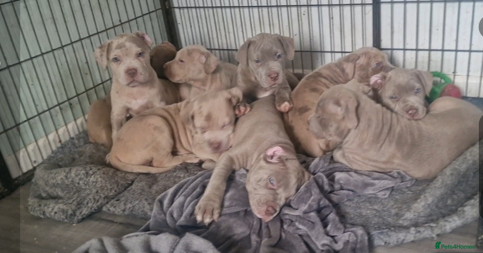 Mastiff dogs Stunning mastiff puppies - Advert 8