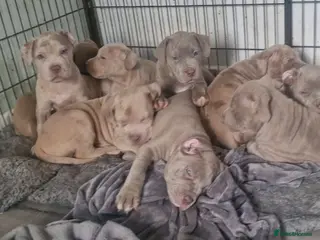 Mastiff dogs Stunning mastiff puppies - Advert 4