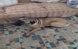 Mastiff dogs for sale: Cane Corso - Image 7