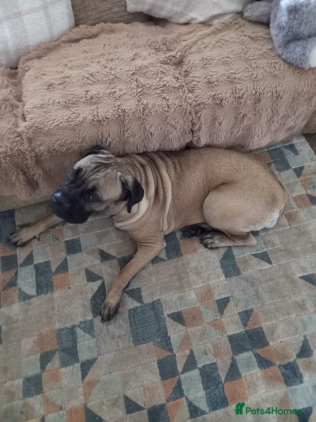 Mastiff dogs for sale: Cane Corso - Image 7
