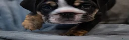 English Bulldog dogs for sale: English bulldog puppies ready to go now in Glasgow - Advert 9