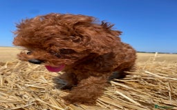 Toy Poodle dogs for sale: Toy Poodle Puppies–Asian Lines–Tiny Size - Image 28
