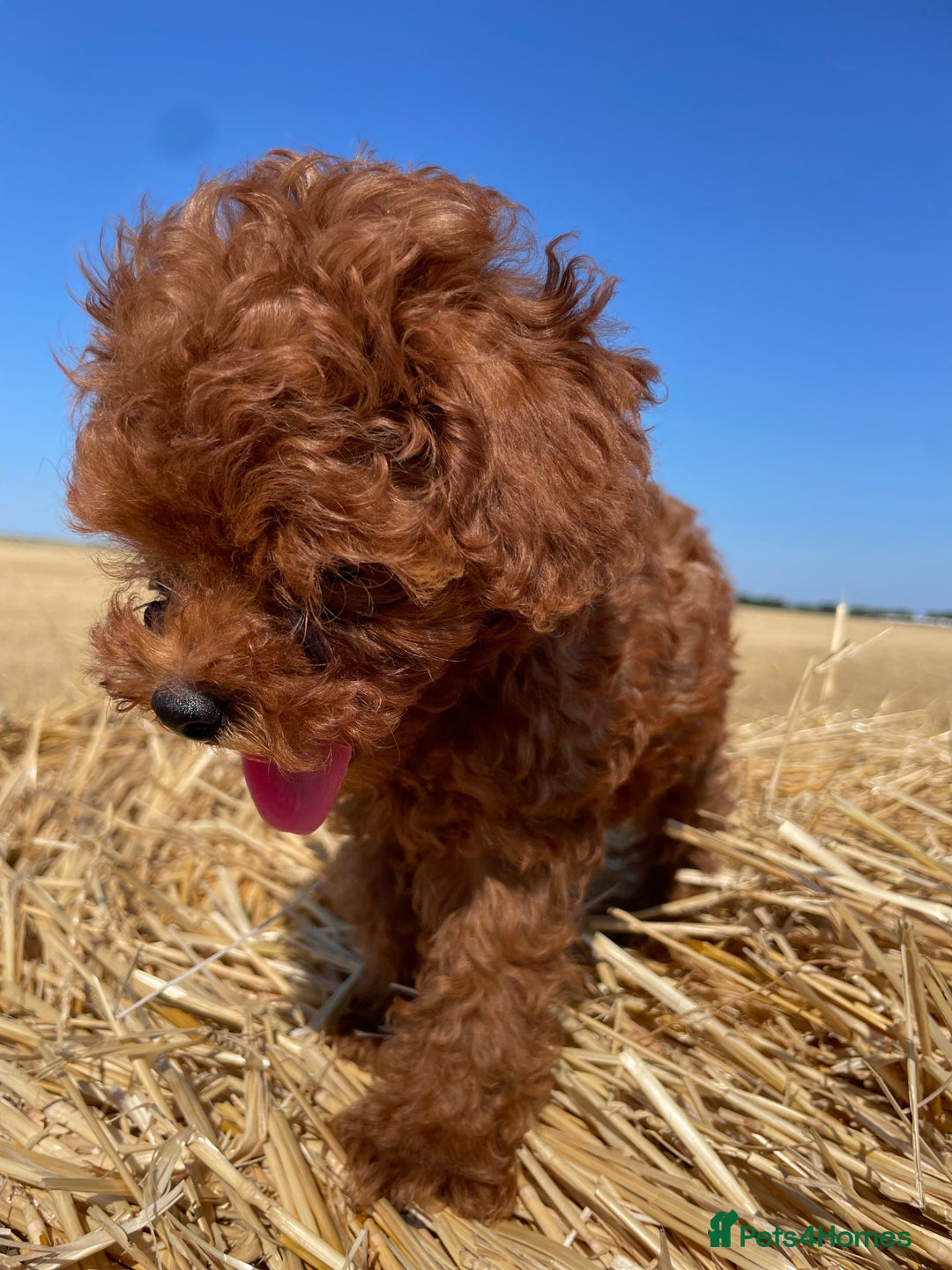 Toy Poodle dogs for sale: Toy Poodle Puppies–Asian Lines–Tiny Size - Image 28