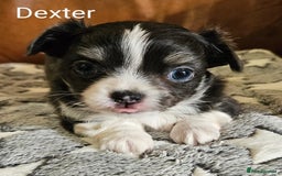 Chihuahua dogs for sale: ✨ Stunning KC long coat BOYS only✨ - Image 9