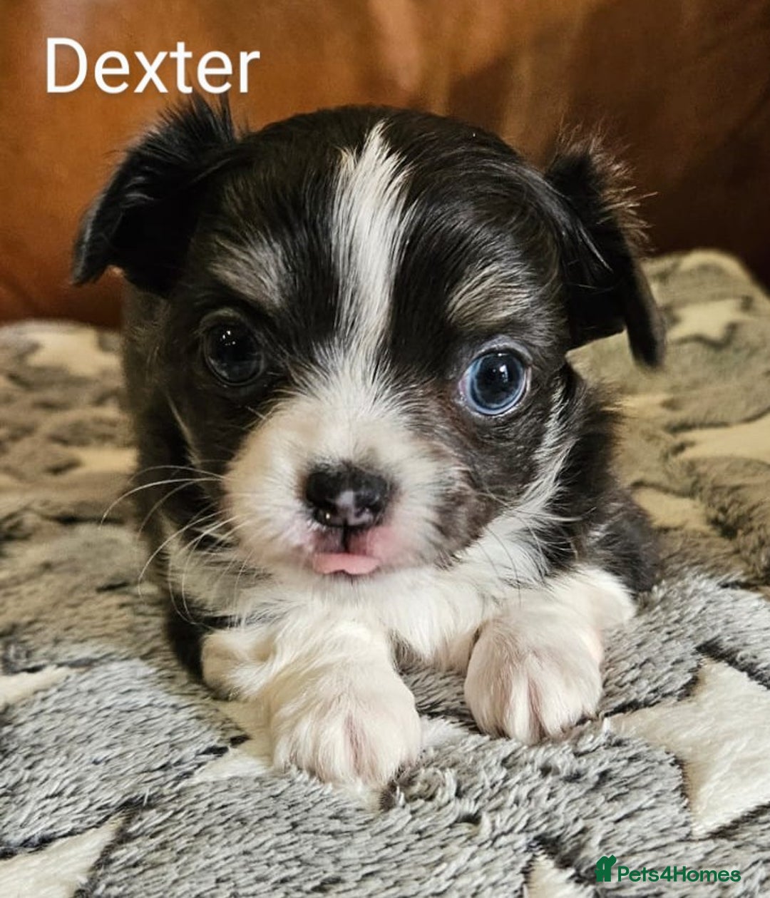 Chihuahua dogs for sale: ✨ Stunning KC long coat BOYS only✨ - Image 9