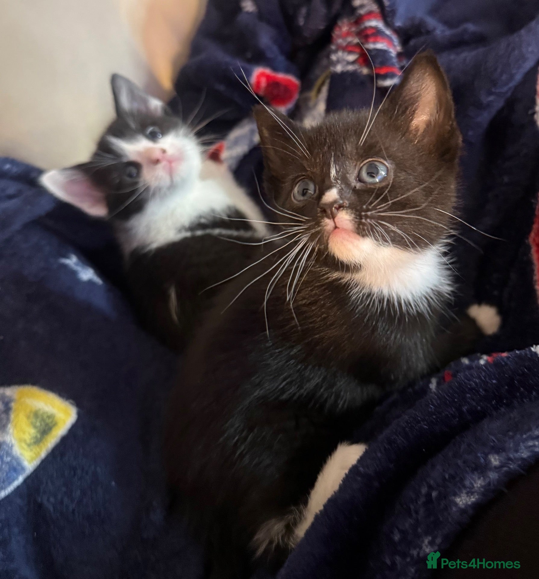 Mixed Breed cats Bsh cross dsh kittens - Advert 1