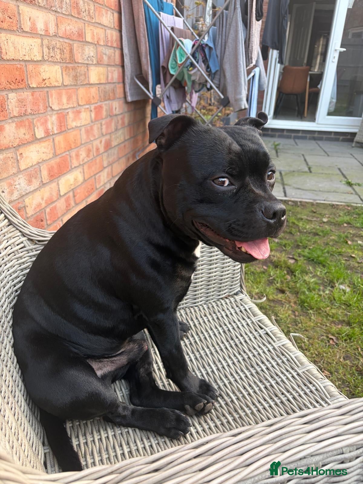Staffordshire Bull Terrier dogs Staffy male 3 years old.  - Advert 1
