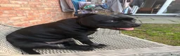 Staffordshire Bull Terrier dogs for sale: Staffy male 3 years old.  in Leicester - Advert 1