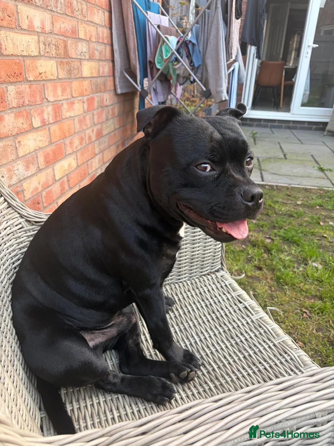 Staffordshire Bull Terrier dogs for sale: Staffy male 3 years old.  in Leicester - Advert 1