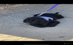 Cocker Spaniel dogs for sale: Stunning KC all black show cocker puppy - Image 4