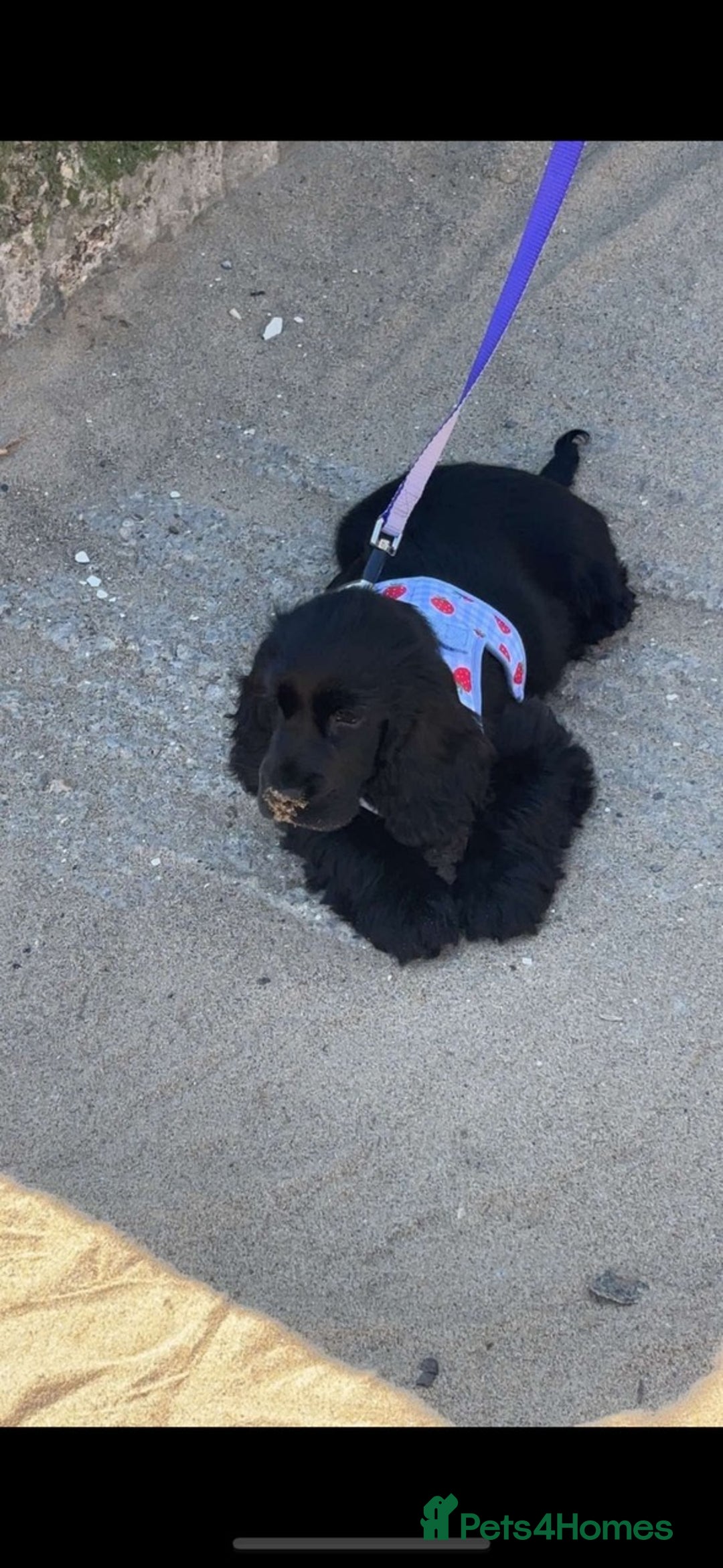 Cocker Spaniel dogs for sale: Stunning KC all black show cocker puppy - Image 4