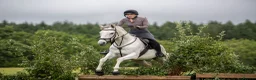 English Thoroughbred horses for sale: POPPY 16.1HH 8 YEAR OLD BOMBPROOF ALL ROUNDER - Advert 8