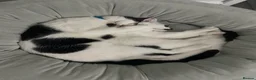 Mixed Breed cats for sale: REHOMING: 2 Black/White Cats, Siblings in Whitley Bay - Advert 2