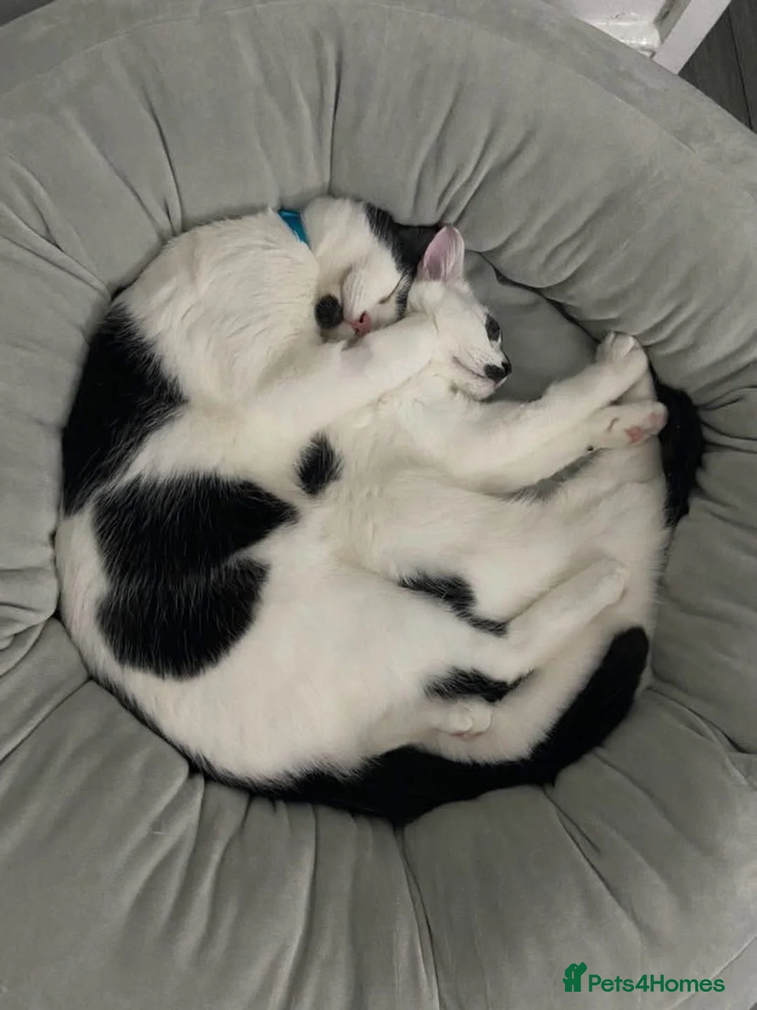 Mixed Breed cats for sale: REHOMING: 2 Black/White Cats, Siblings in Whitley Bay - Advert 2
