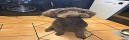 Labradoodle dogs for sale: 18 month old labradoodle for sale - Advert 7