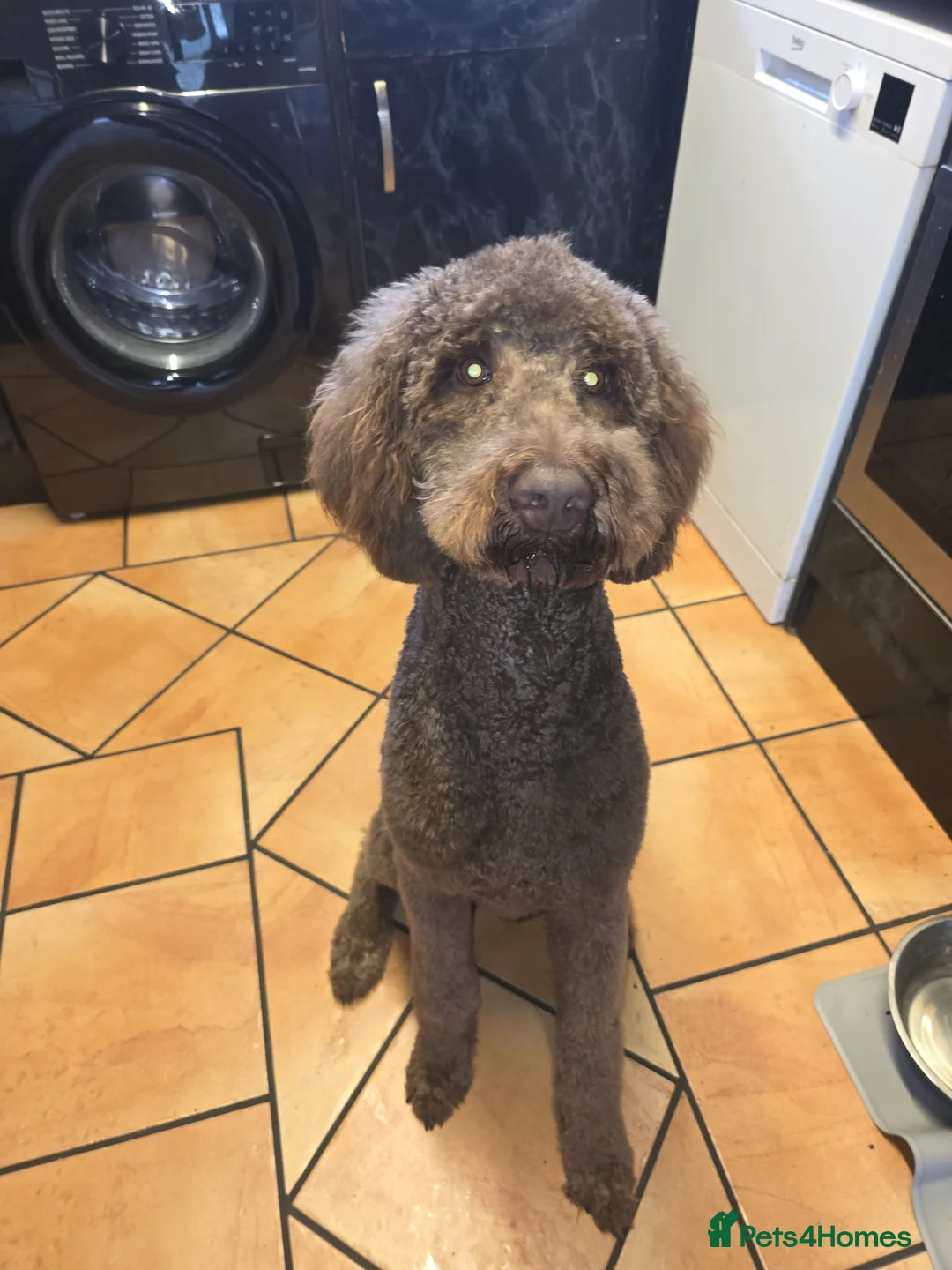 Labradoodle dogs for sale: 18 month old labradoodle for sale - Advert 7