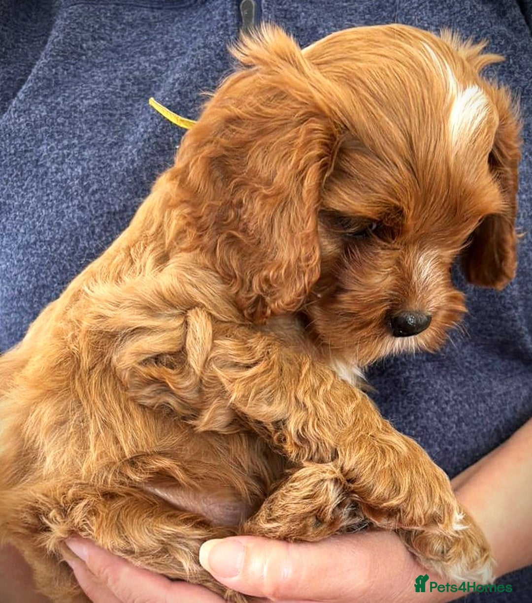 Cavapoo dogs for sale: Rare Miniature F1 Cavapoo Quality Puppies - Image 7