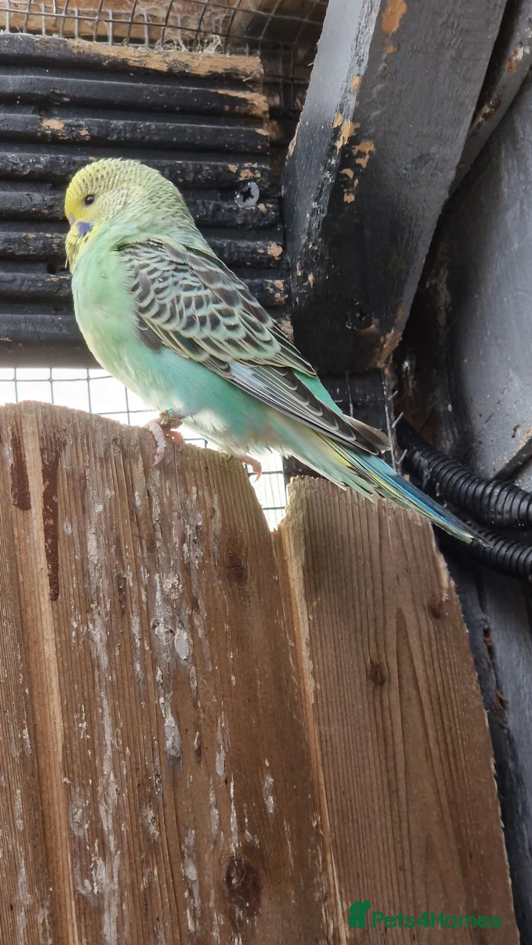 Budgerigars birds for sale: 1 male budgie read description or no reply - Advert 4