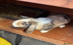 Mini Lop rabbits for sale: 2 male mini lops  - Image 6