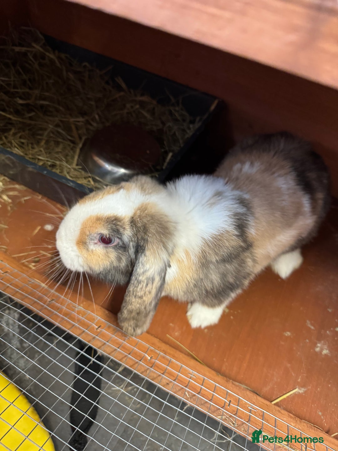 Mini Lop rabbits for sale: 2 male mini lops  - Image 6