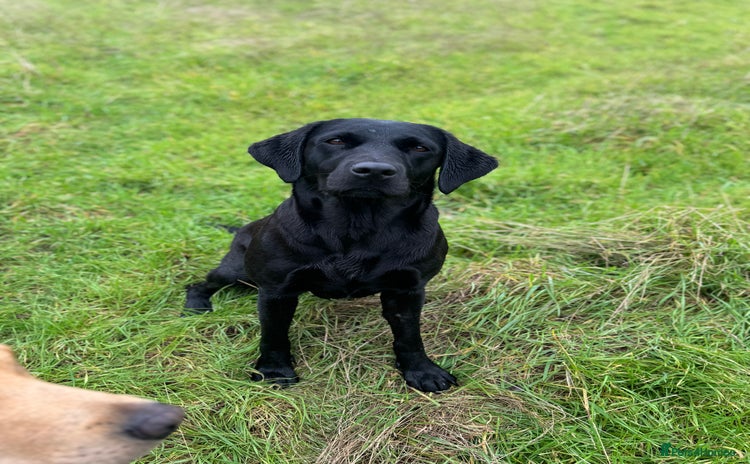 Labrador Retriever dogs - Advert 16