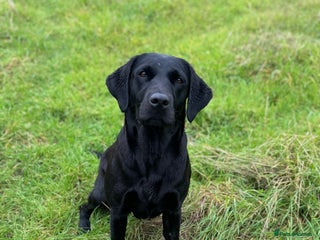 Labrador Retriever dogs KC registered working line- health tested parents - Advert 13