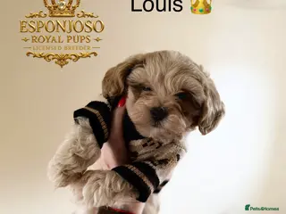 Maltipoo dogs ✨👑READY 🏡 One in a Million F1 Asian Maltipoo👑✨ - Advert 1