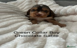 Cocker Spaniel dogs for sale: Beautiful Cocker Spaniel Puppies  - Image 19