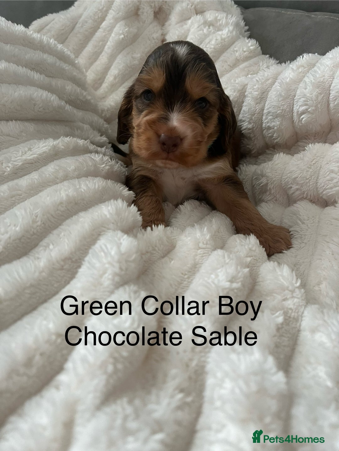 Cocker Spaniel dogs for sale: Beautiful Cocker Spaniel Puppies  - Image 19