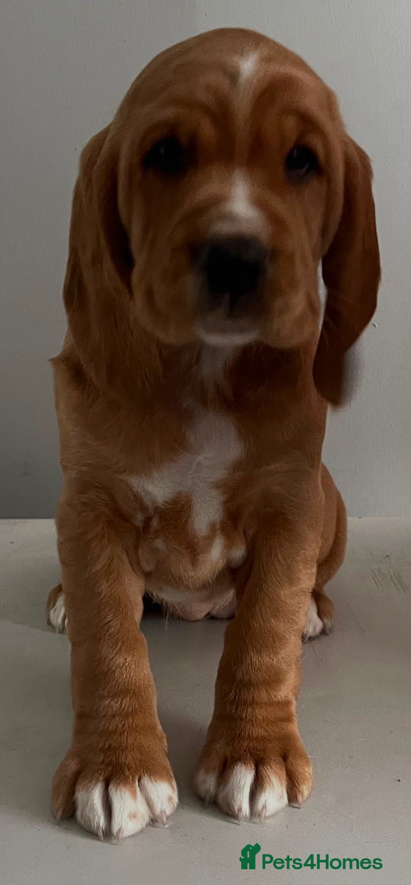 Bocker dogs Bocker Pups  - Advert 2