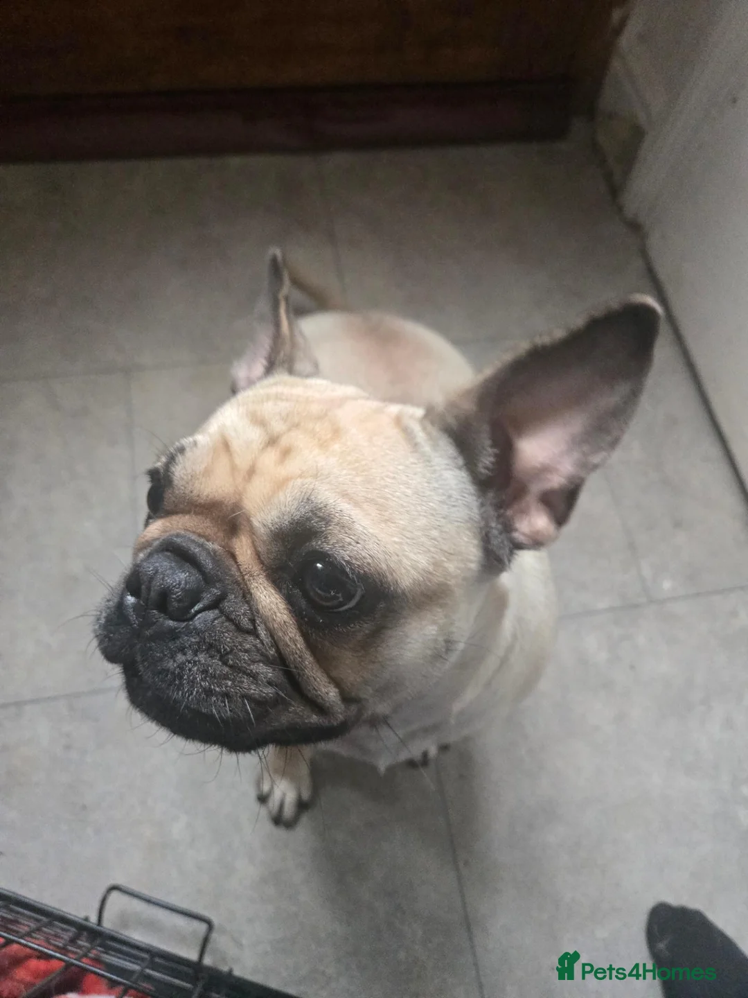 Frug dogs for sale: Leyla for sale in Keighley - Advert 3