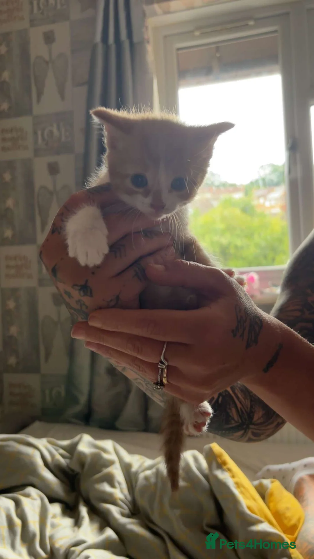 Mixed Breed cats for sale: Kittens  - Advert 2