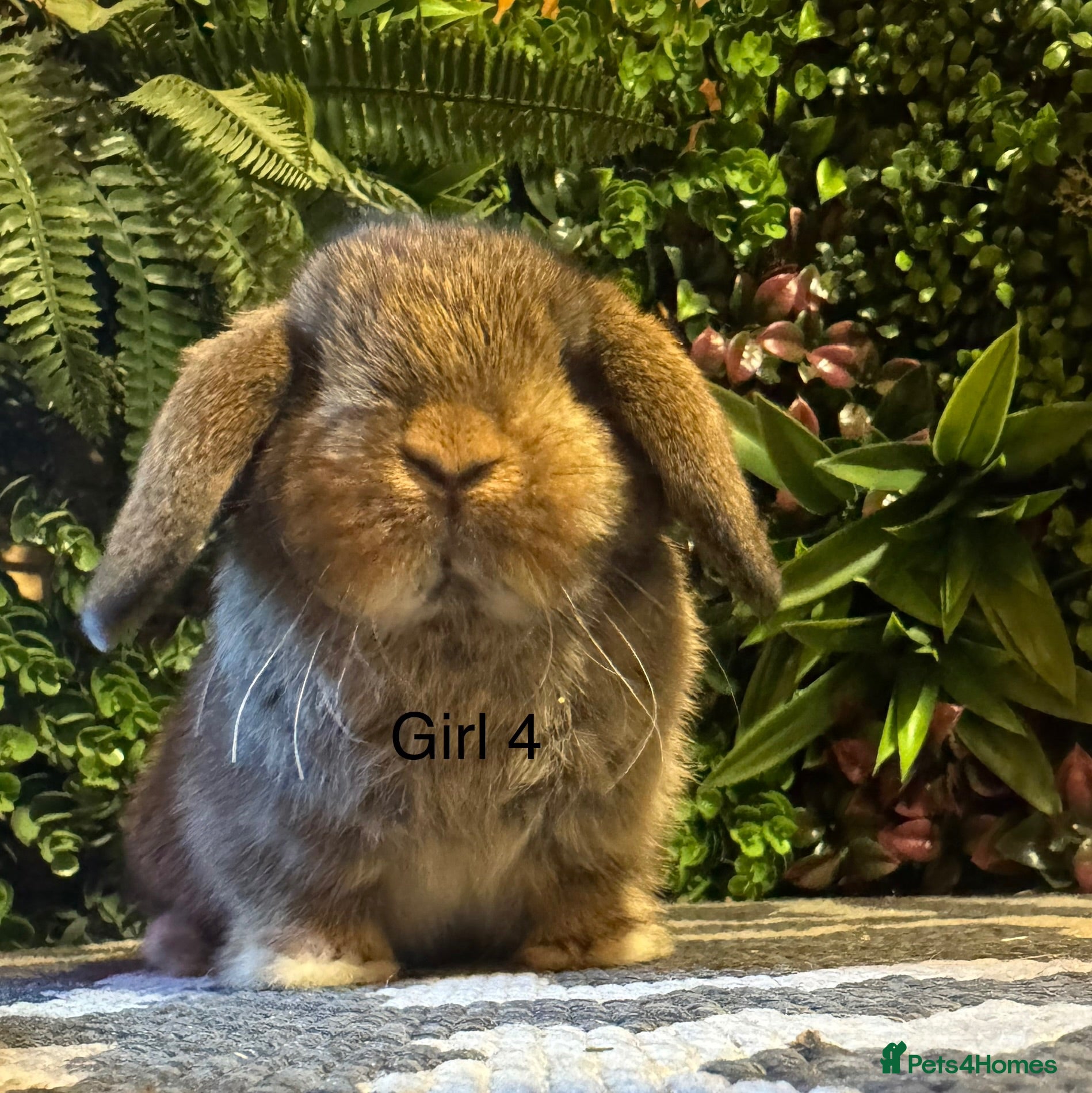 Mini Lop rabbits ⭐️MINI LOPS READY TO PREORDER ⭐️ - Advert 2