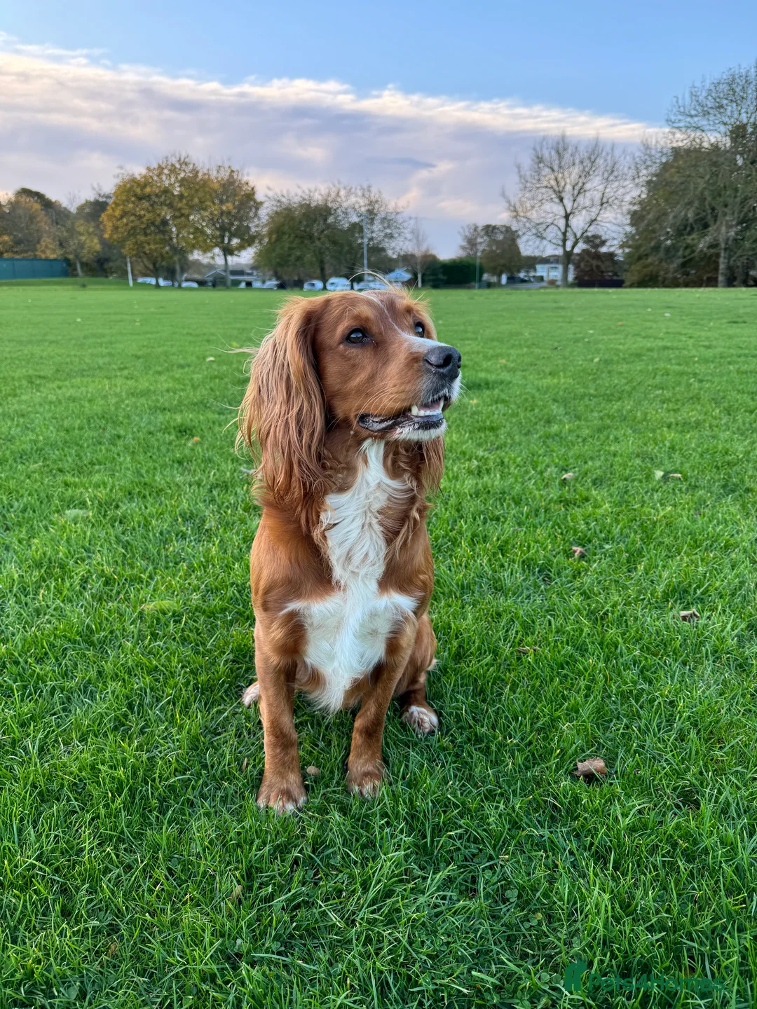 Cocker Spaniel dogs for stud: K.C Deep Red Working Cocker Proven Stud in Cramlington - Advert 22