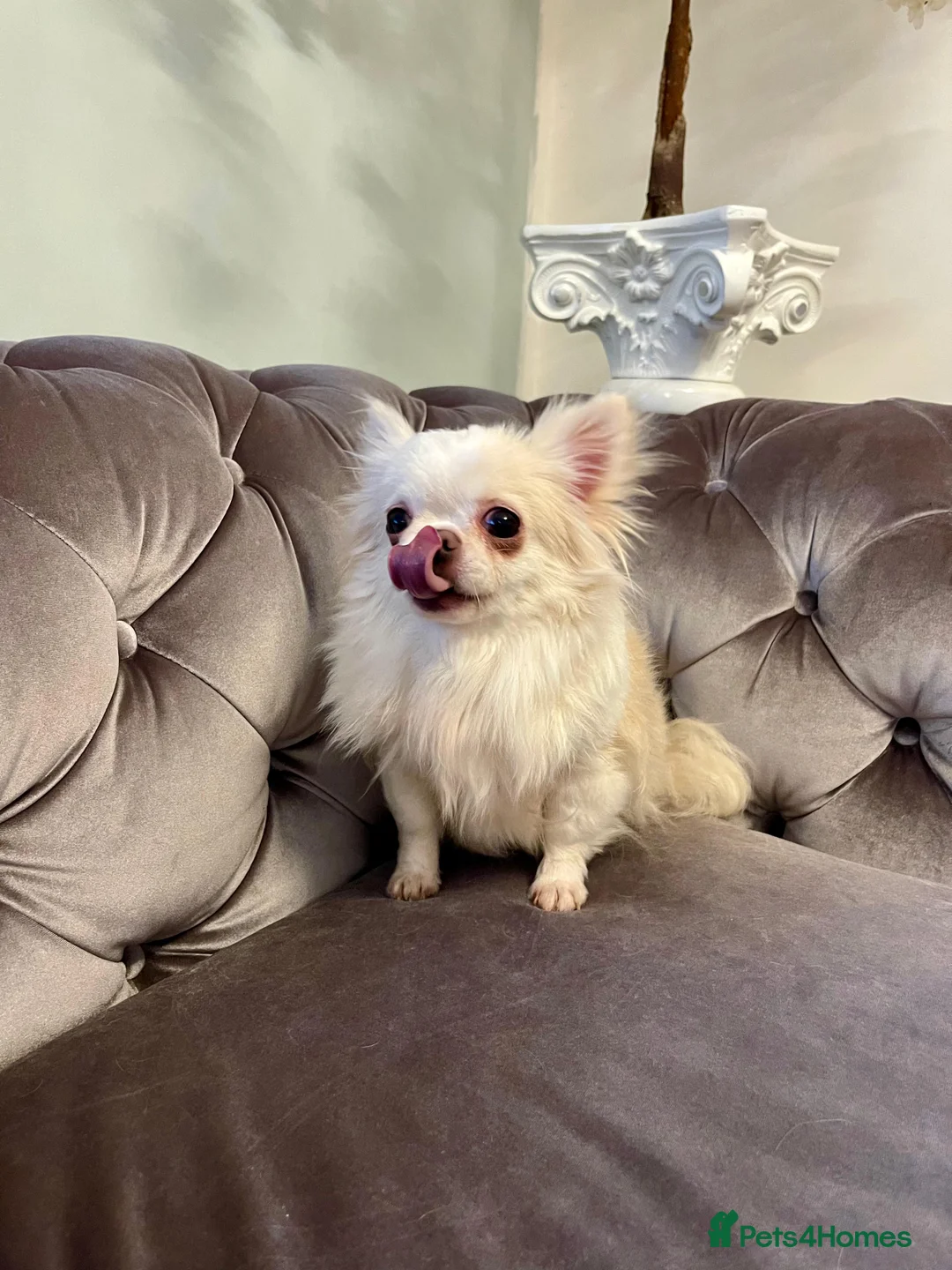 Chihuahua dogs for sale: 6 year old adorable Chihuahua girl  - Advert 5