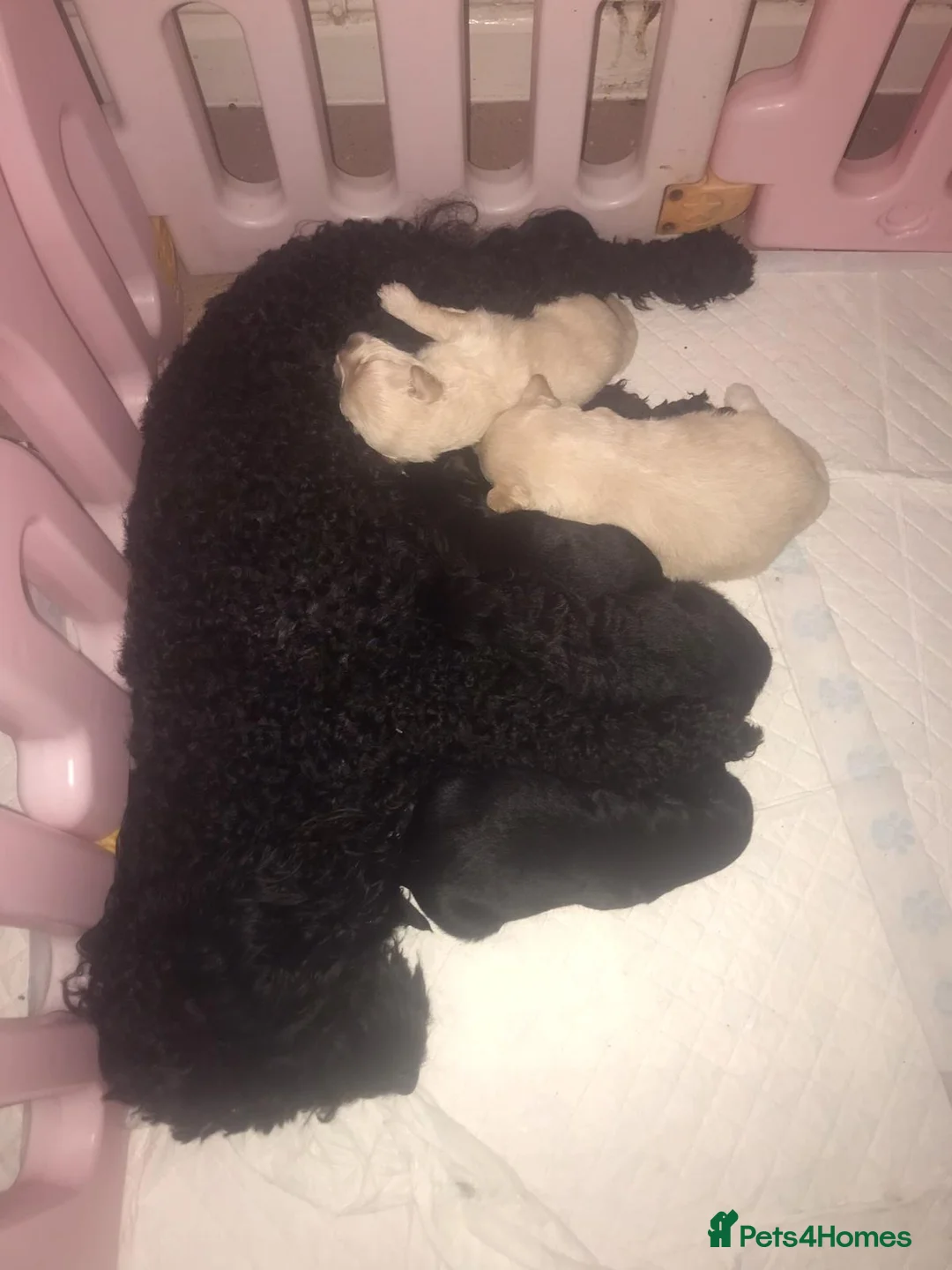 Pomapoo dogs for sale: Beautiful pomapoos - Advert 2